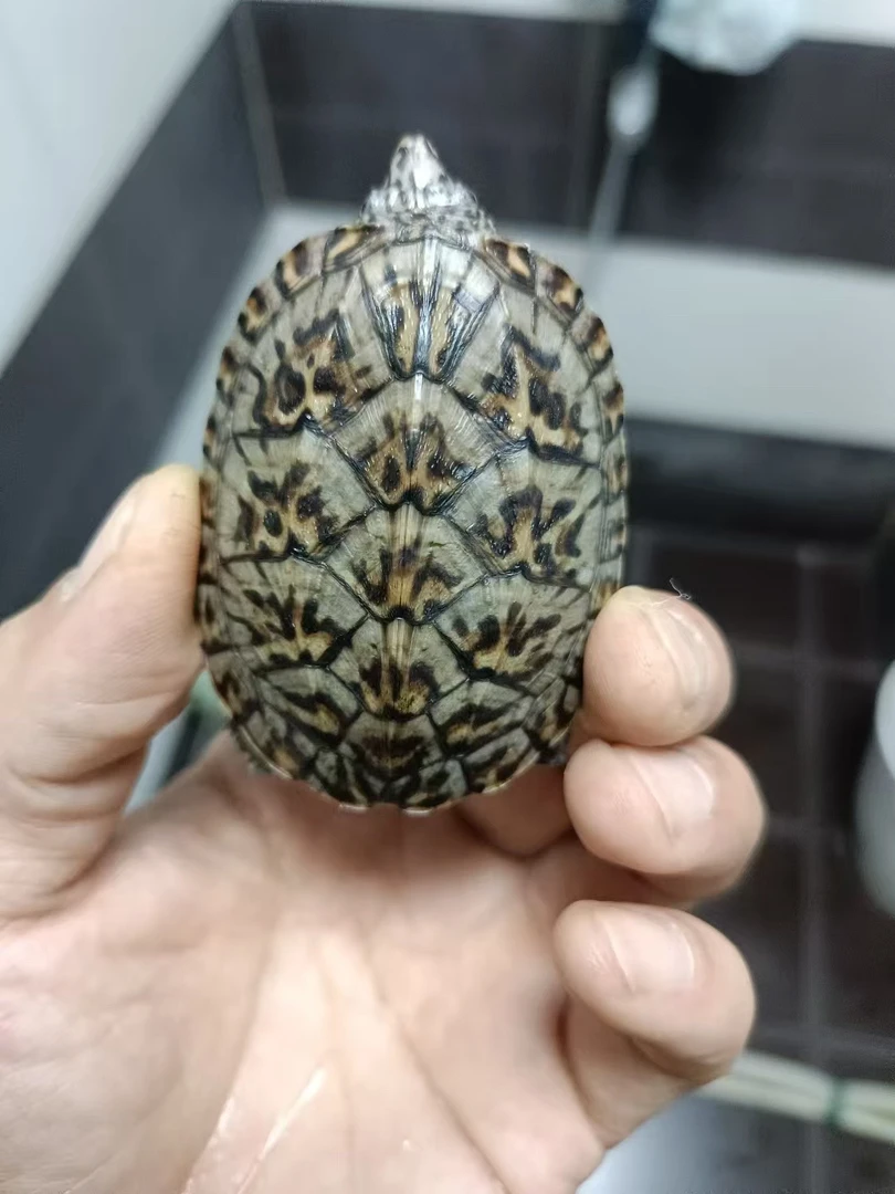 墨西哥蛋龟【直播挑选】