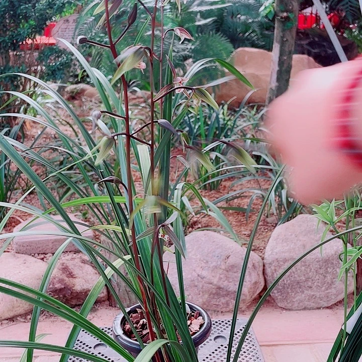 f***r无花朵一物一漂亮开花