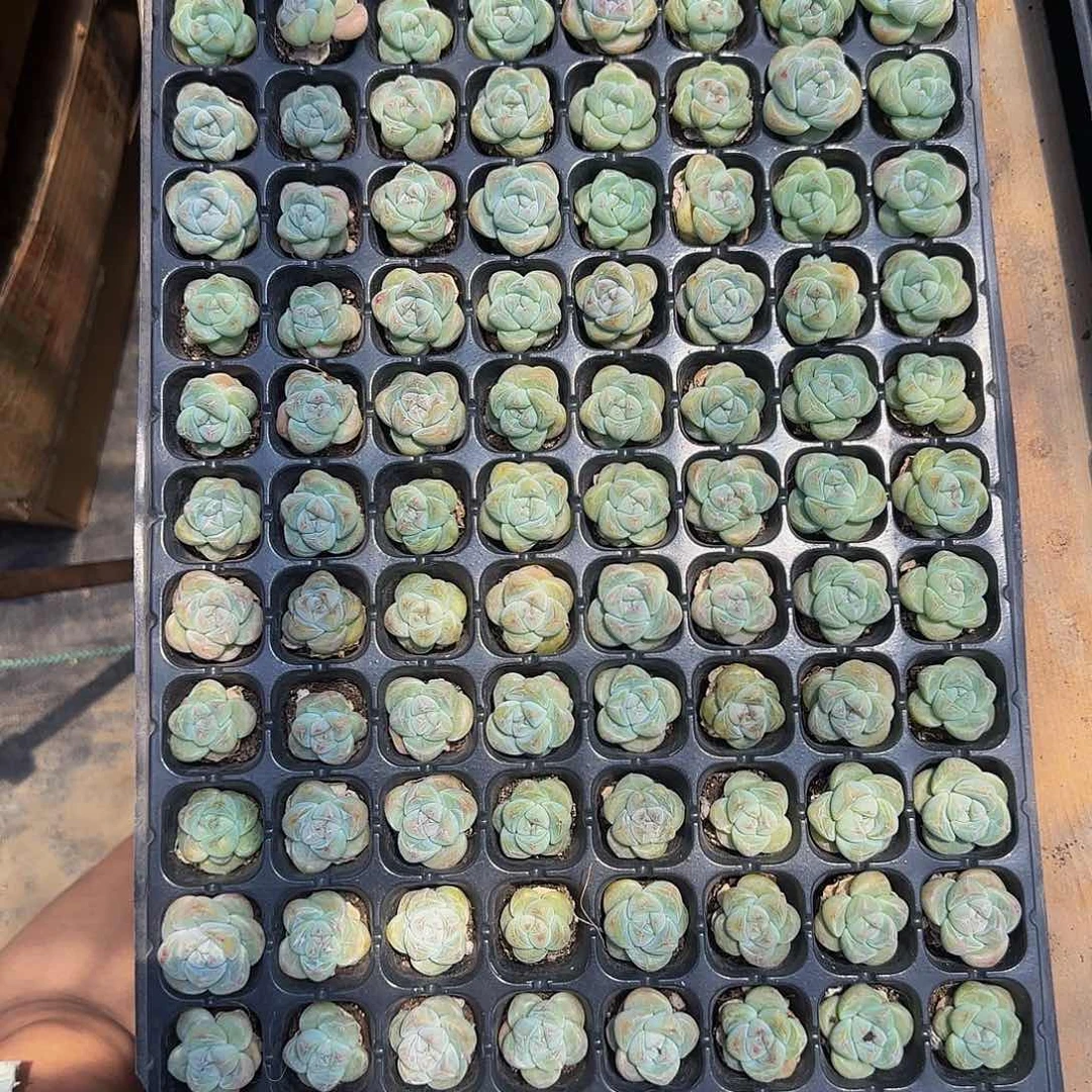 燕*一整盘128颗琥珀心儿冰玉单头