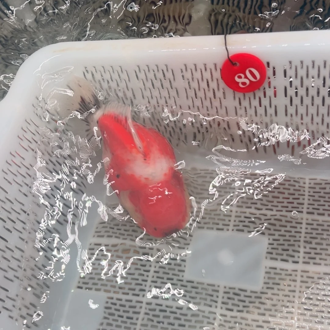 云***里海水鱼你好意思的不给人家