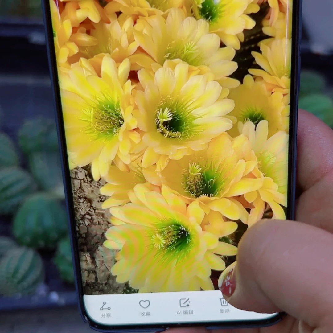 下83毛绿眼睛歪无根侧芽5公分左右20包邮