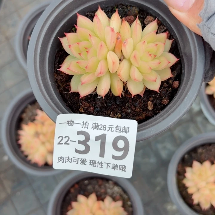 黄闪光无盆土发货