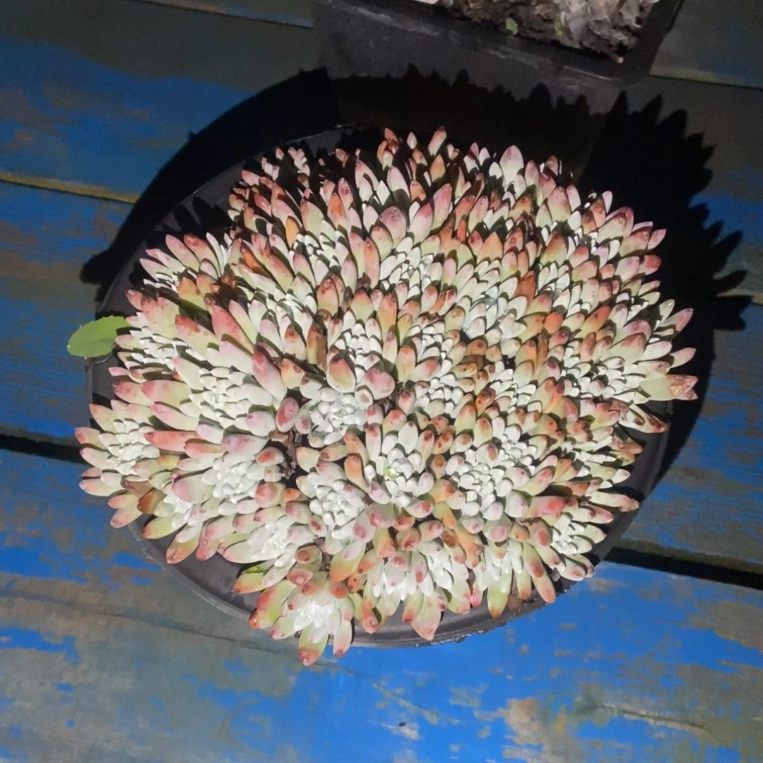 白鹭多肉植物啦啦啦