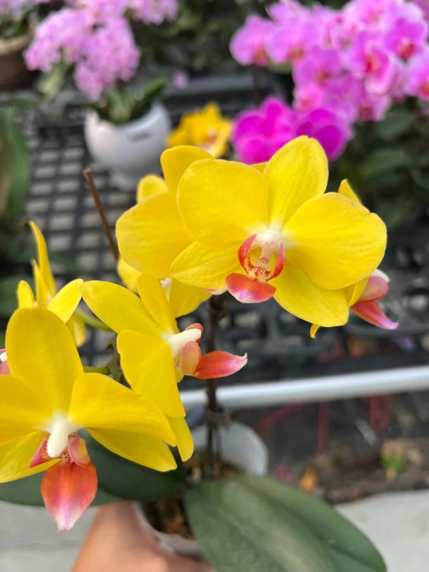 富豪优选（黄金格格01）蝴蝶兰花期长好养护