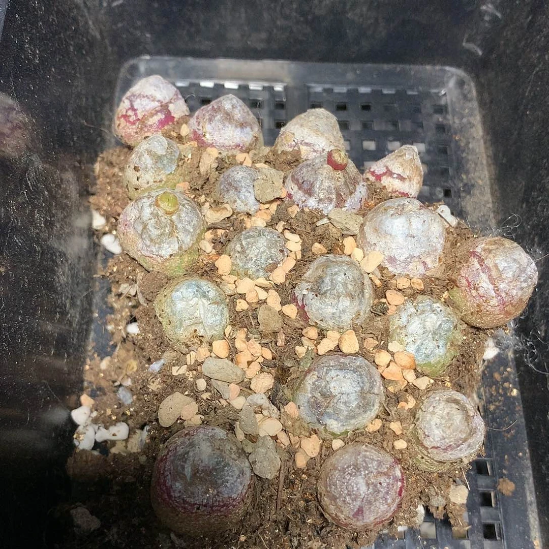 大***娅W20多肉植物保护研究所