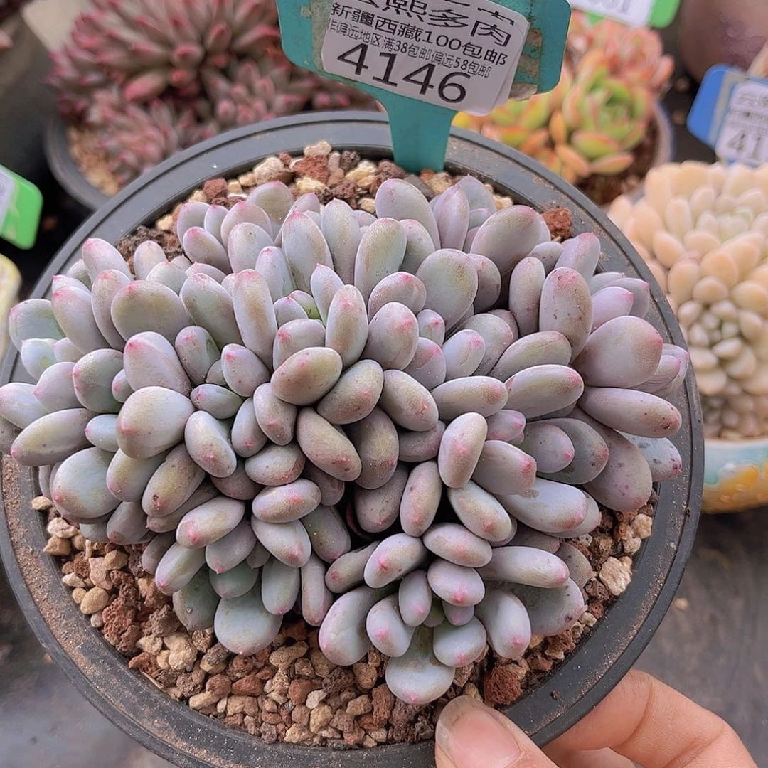 4146香香雪多肉植物