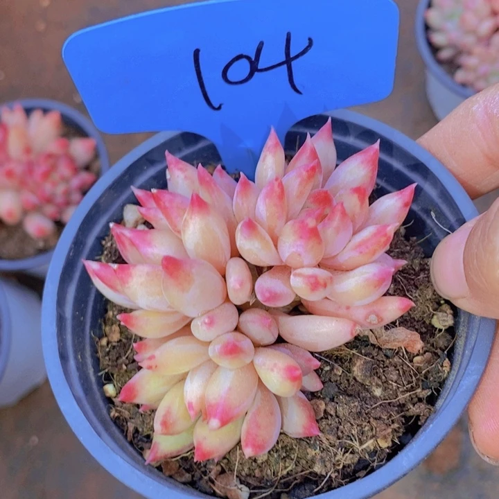 在家里面吃饭的吗