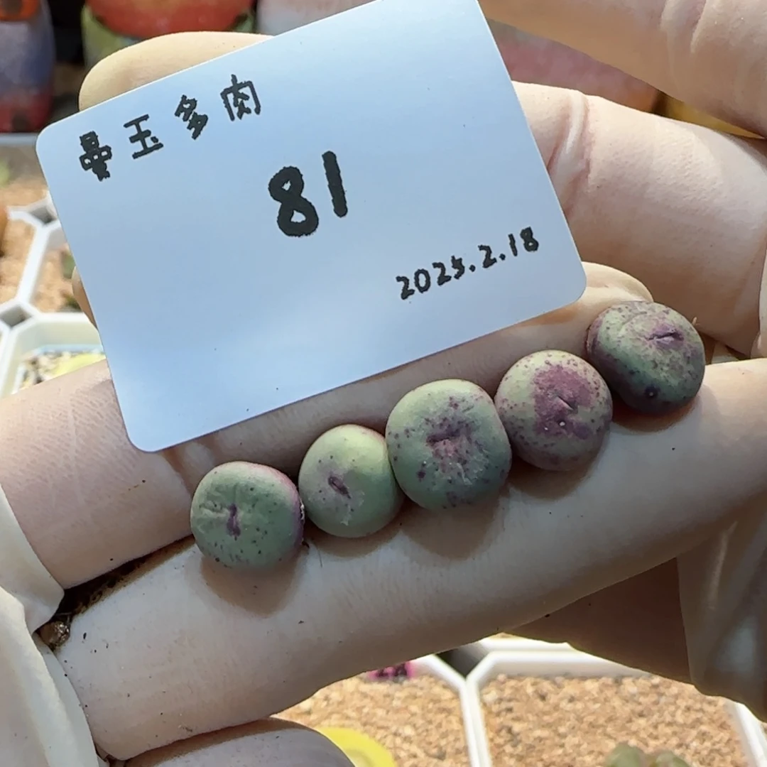 多肉多肉多肉2.18-081