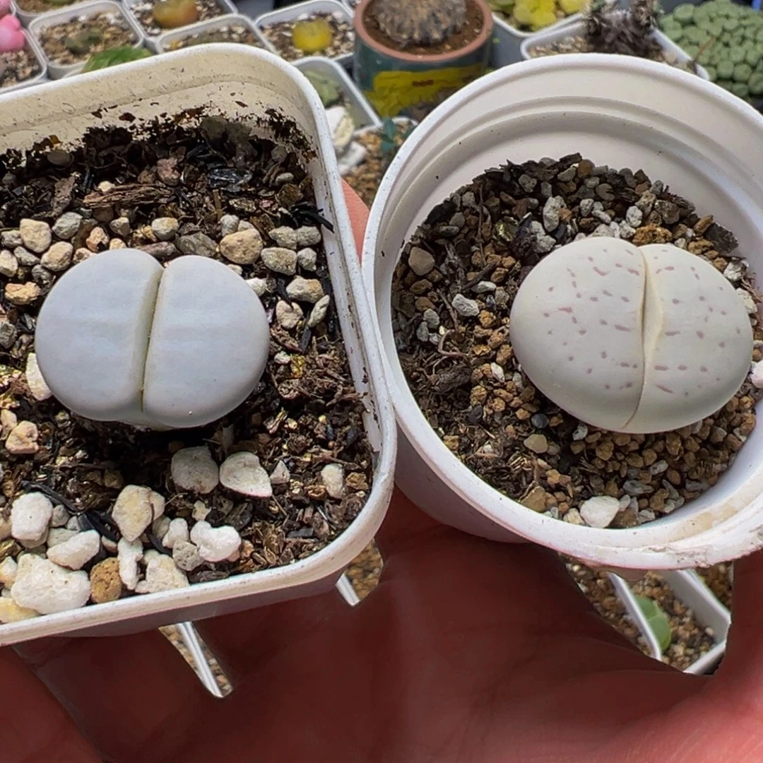 不***语一组带盆多肉植物百科
