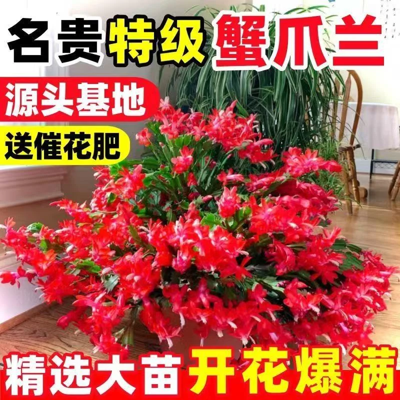 新品重瓣蟹爪兰莲苗盆栽带花苞多色花卉室内阳台小叶植物四季开花
