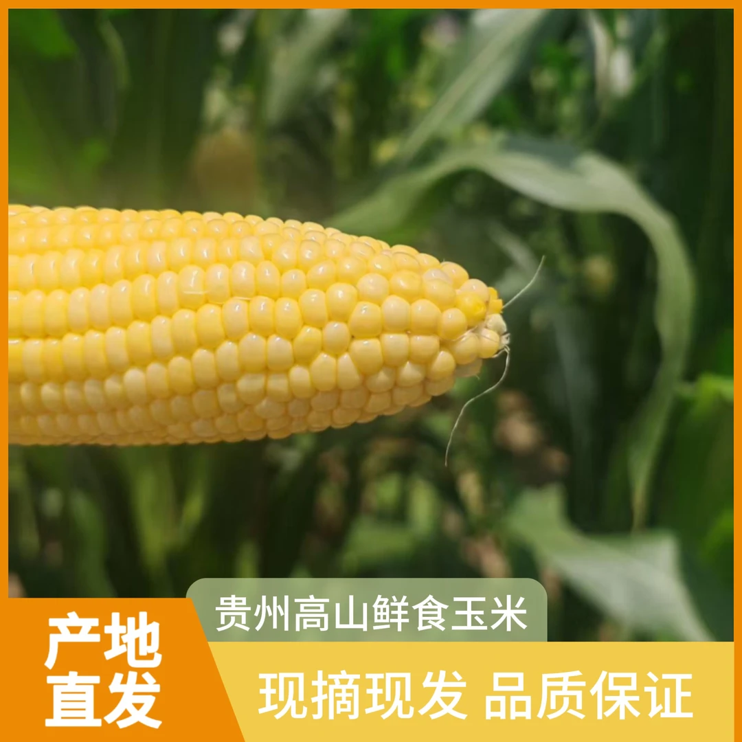 贵州高山新鲜水果玉米现摘现发煮熟口感香甜脆嫩颗粒饱满