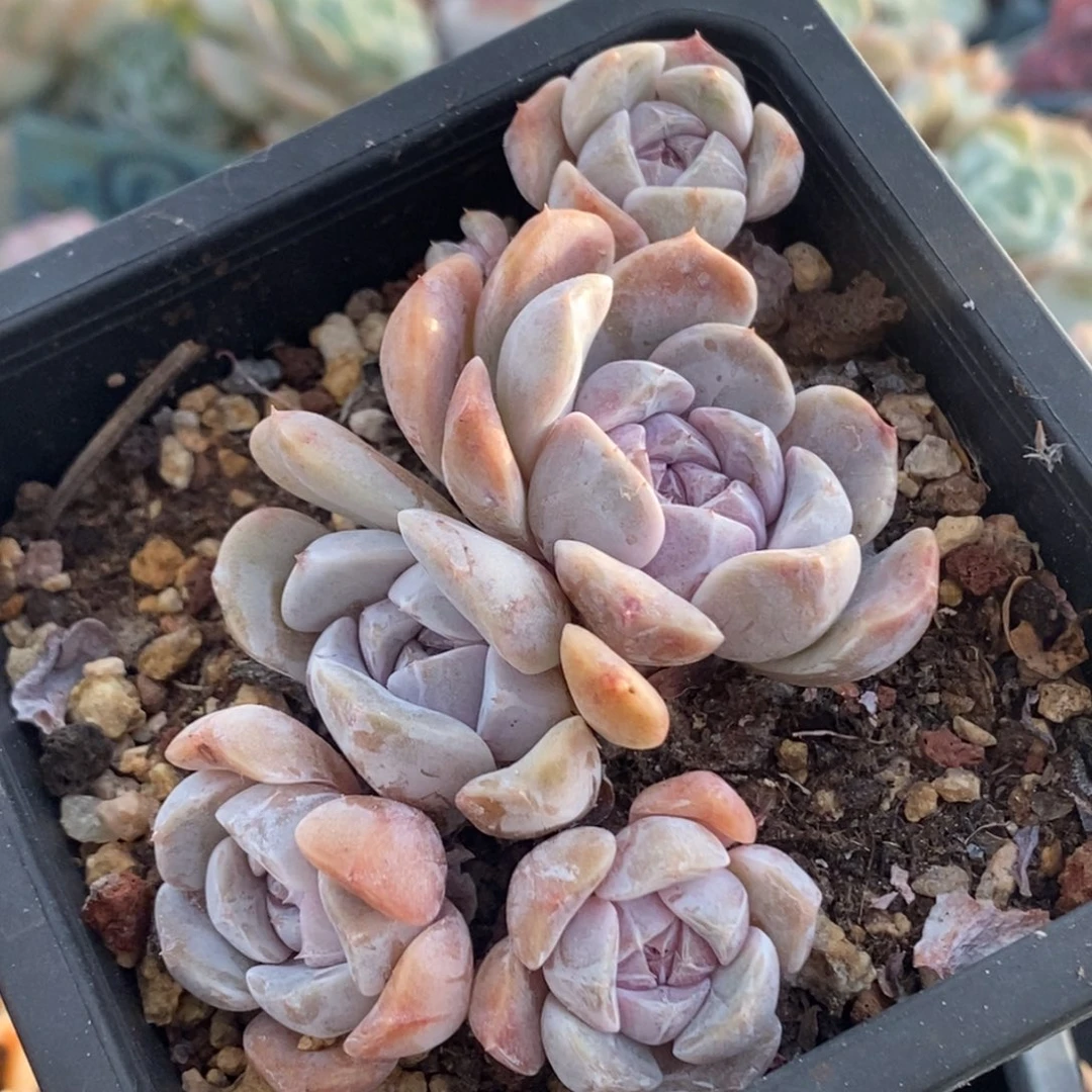 汉堡控养小老桩无砍清棚