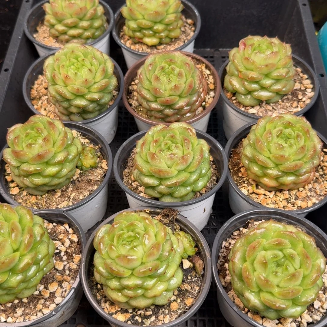 从前慢多肉精选编号1129.灯泡