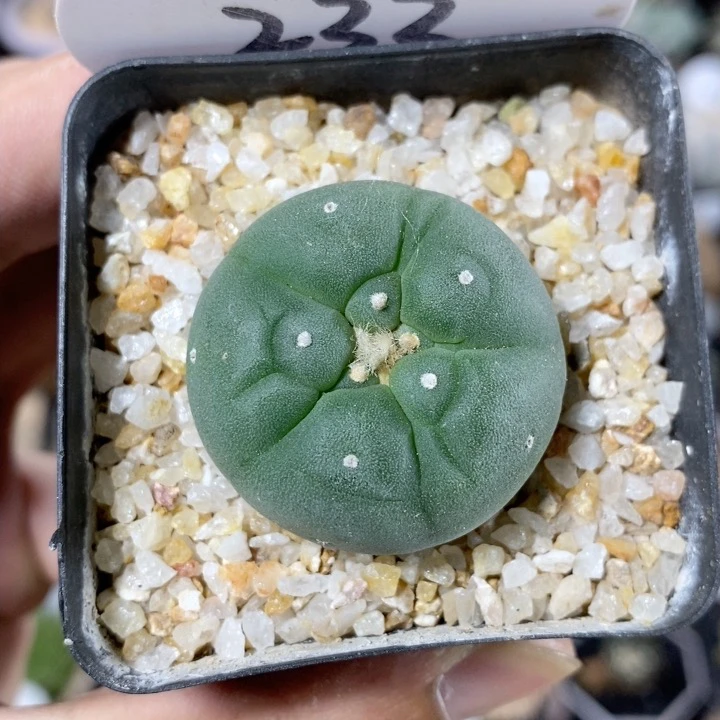 仙人球块根一物一拍 233号实生海鲜3.2cm