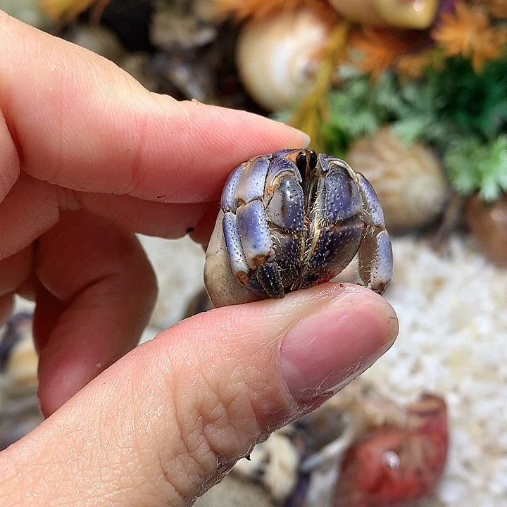 1.9口径奔跑的寄居蟹15号