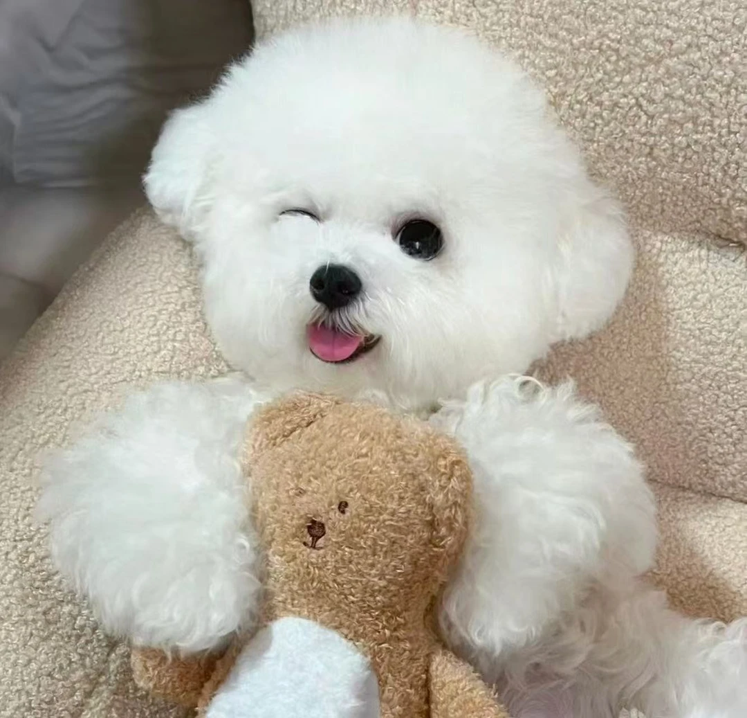 卡卡教你如何养狗狗