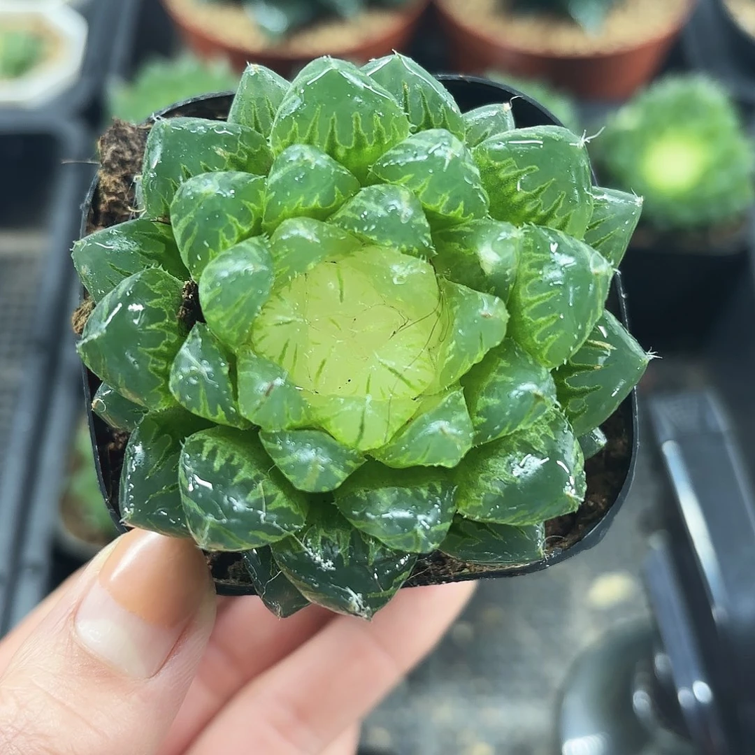 宝莲灯多肉植物6