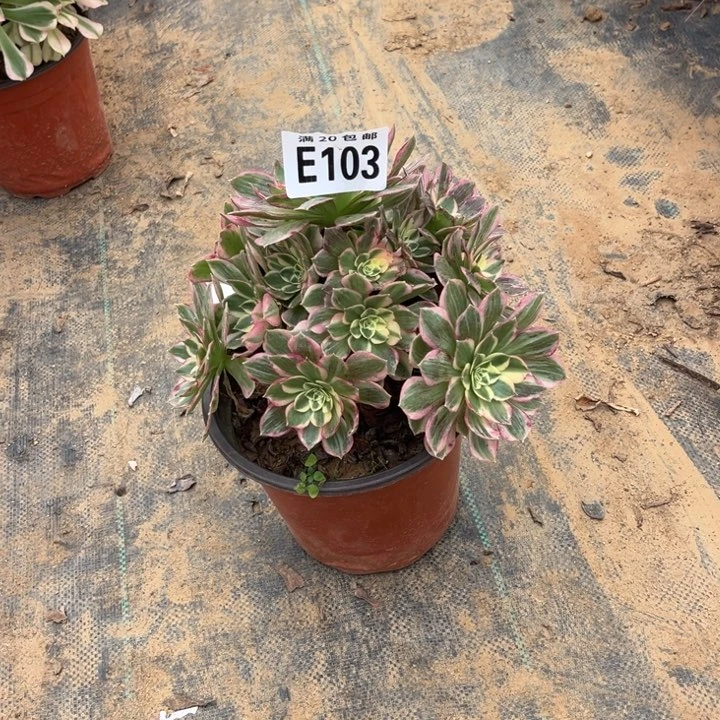 103海王不包断枝