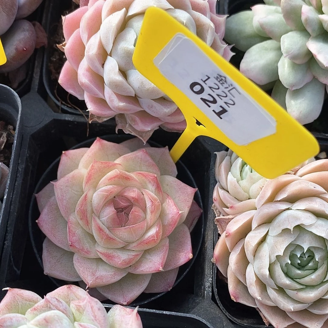 福利多多。1222021