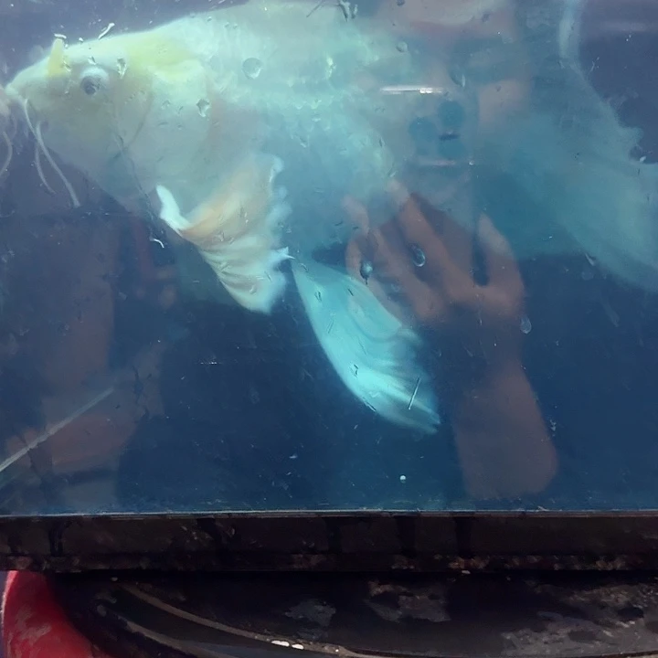 蝴蝶鲤鱼蝴蝶鲤包邮100