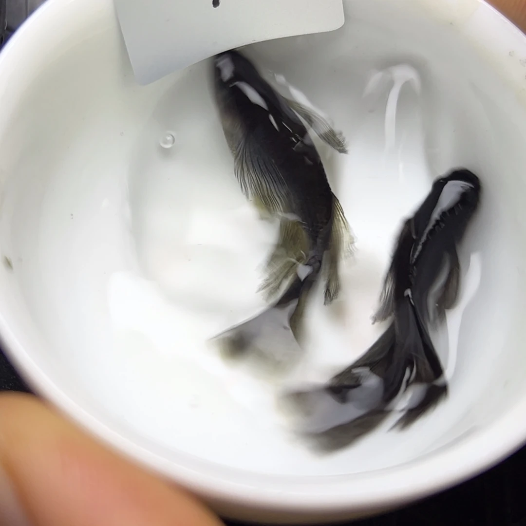 青鳉鱼9。
