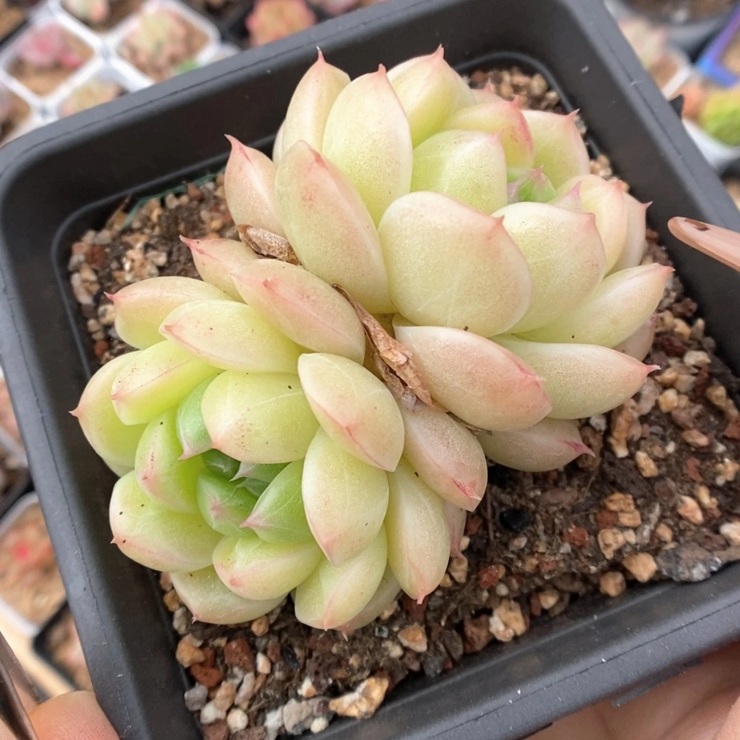 油透麦秆486号。