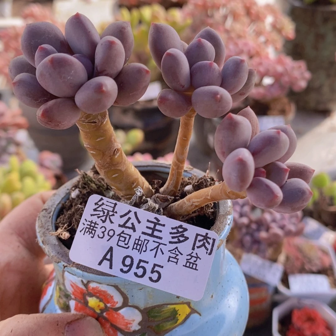仙子奶6cm955多肉酱