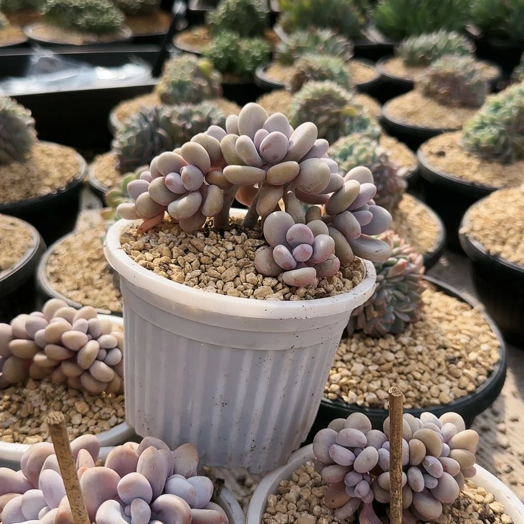 上**痕上官，桃蛋朵朵缀85   肉