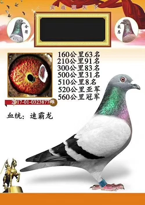 优质信鸽种鸽原环种鸽血统鸽成绩鸽天落鸟