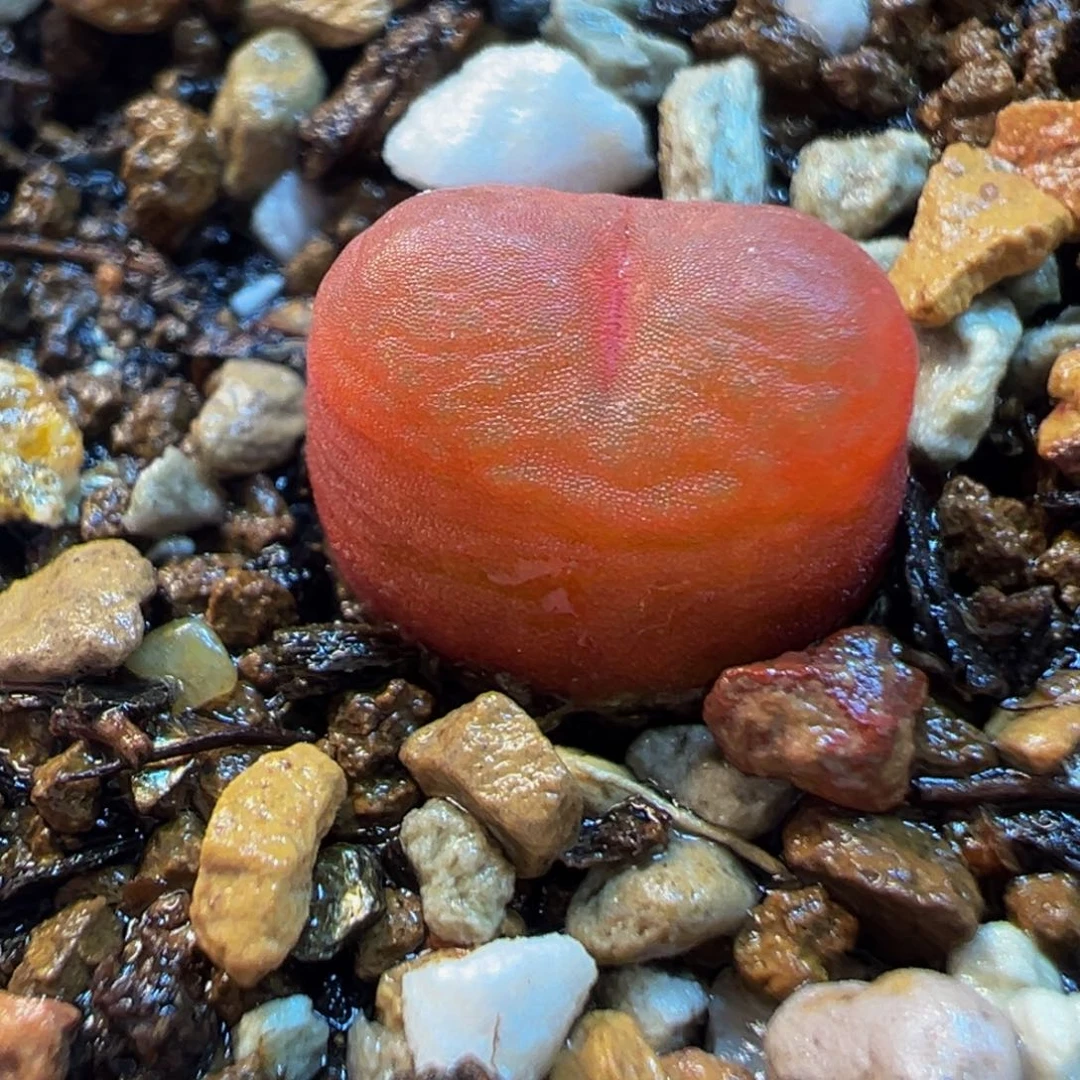 吕氏红宝石多肉植物盆栽