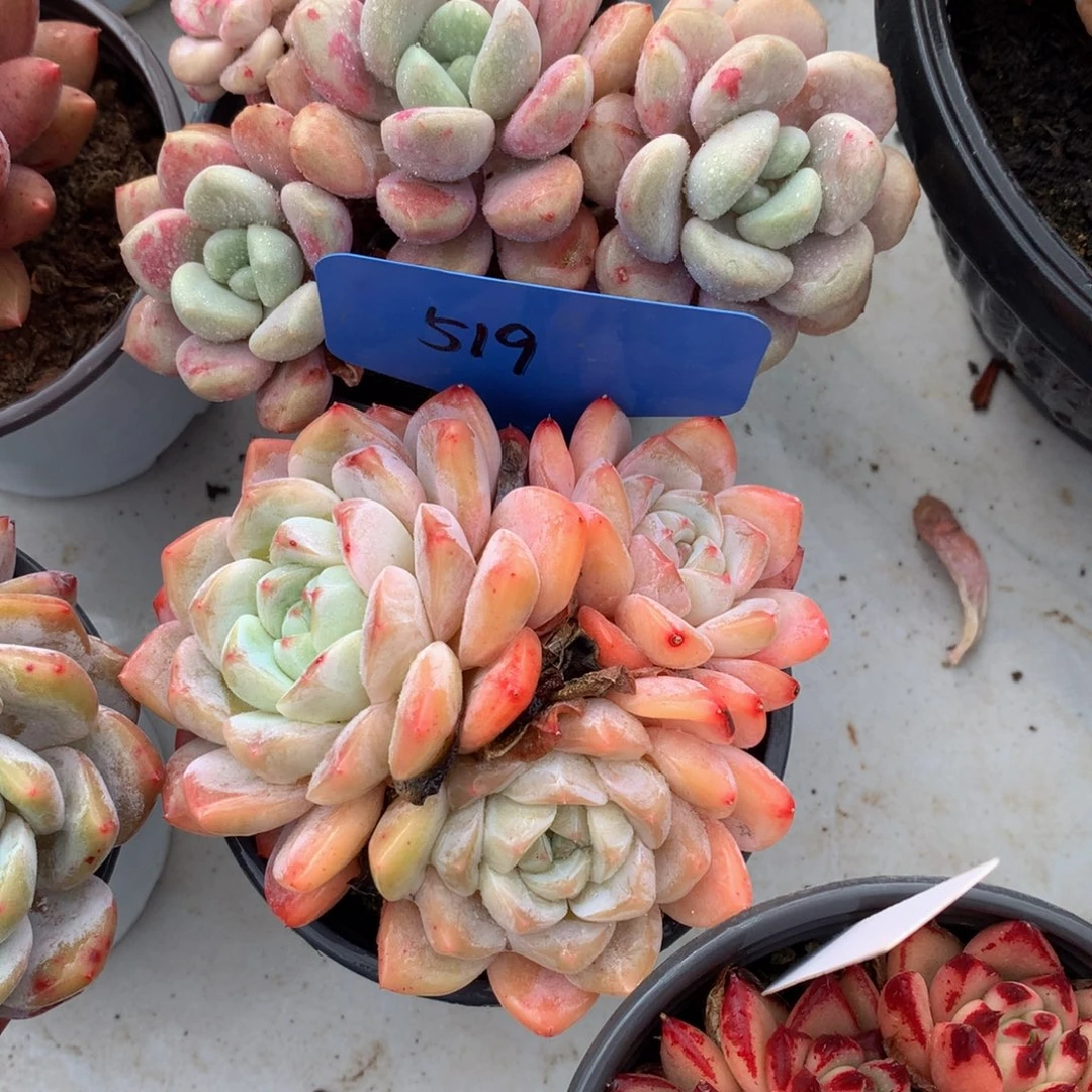 黄体冰玉727272727272