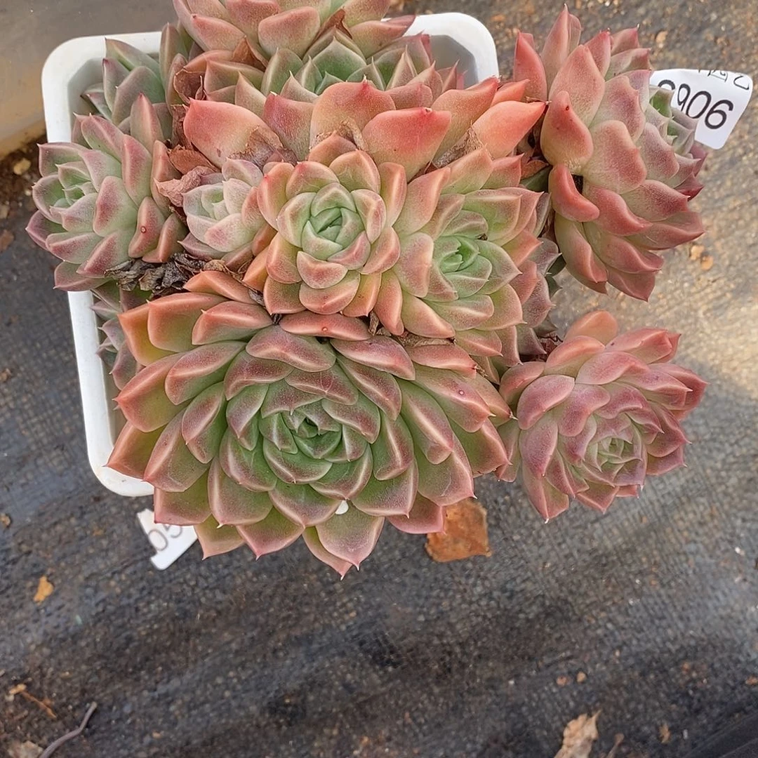 叶***D2906杂交老桩基地～15厘米