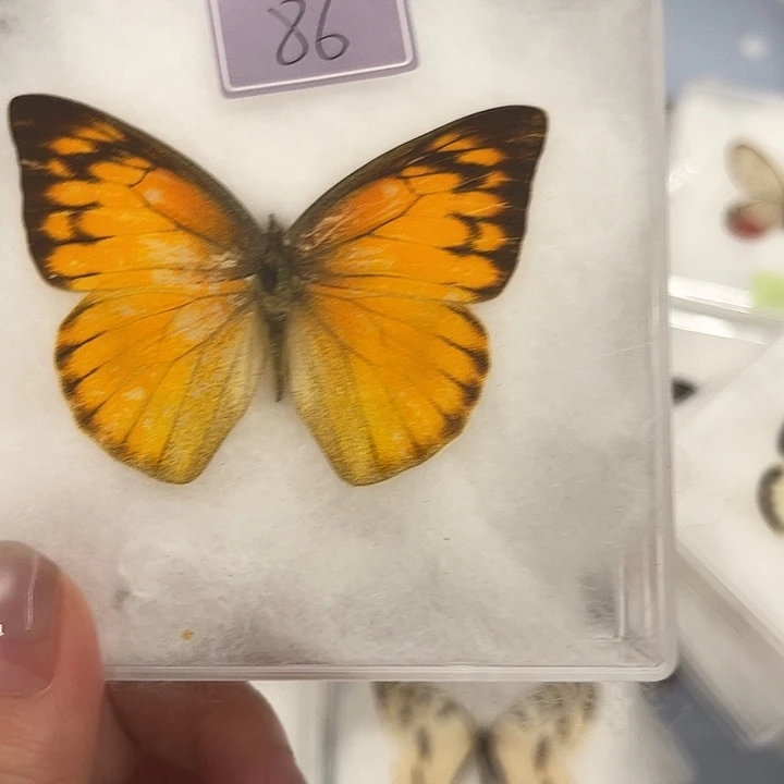 ¥***¥1号红翅尖粉蝶国内的