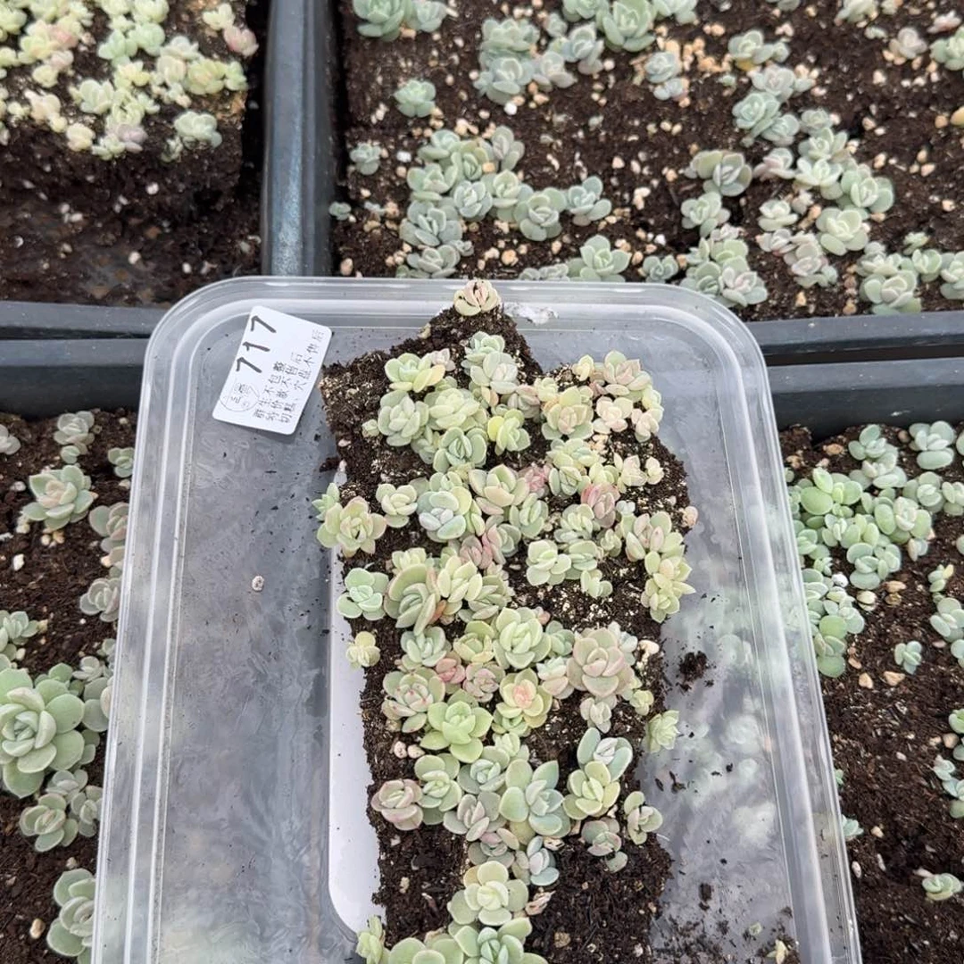 如图717冰玉杂麦杆切糕一份不售后