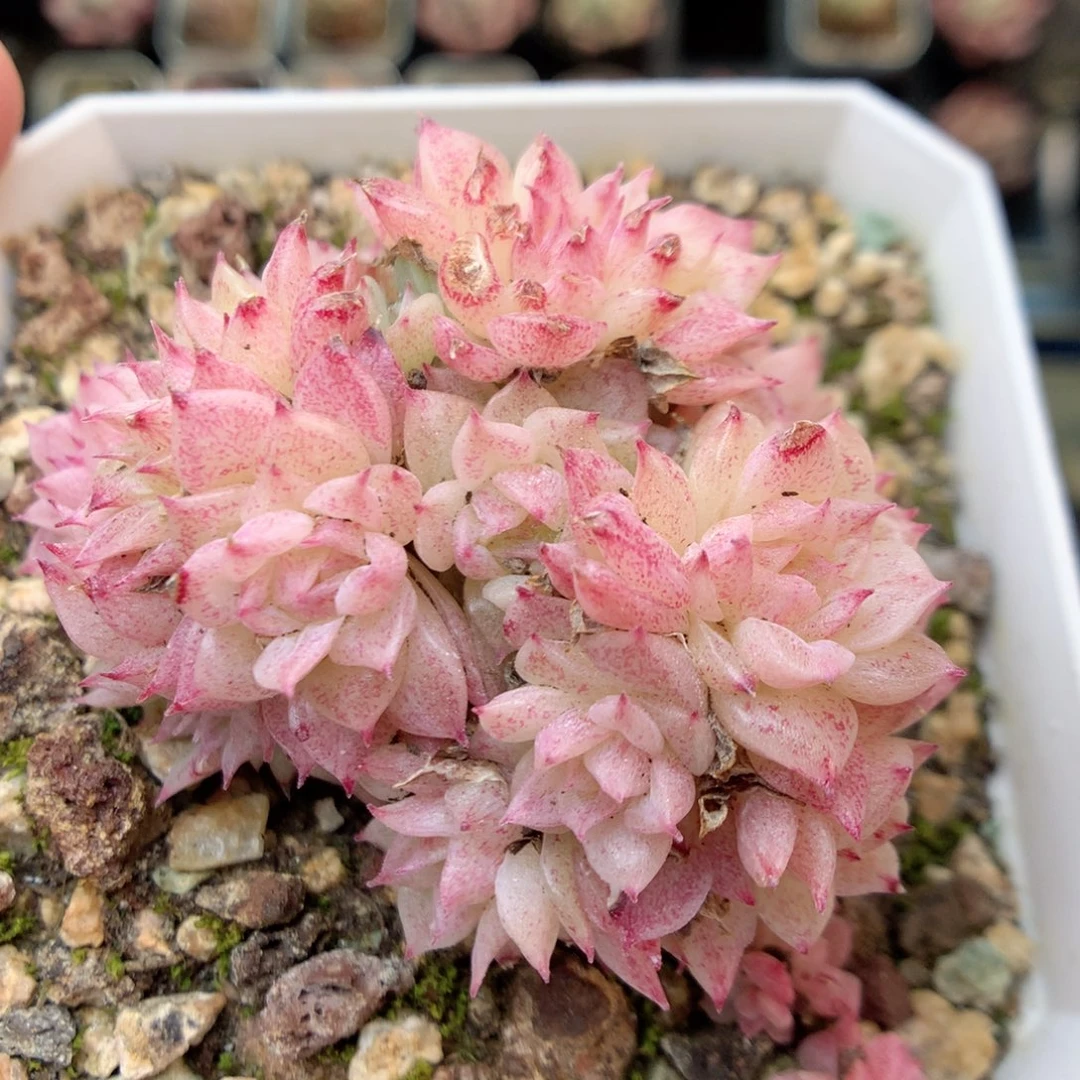 W74 ，20包邮两天凑单偏远不发货