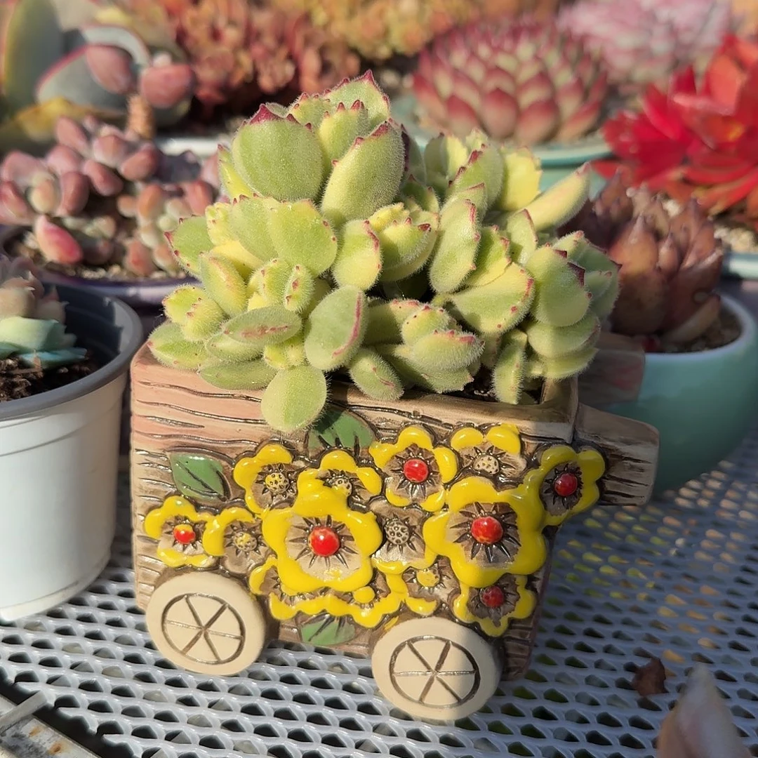 彩虹熊带盆多肉植物