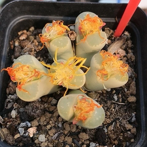 多肉肉锥 6头黄橄榄