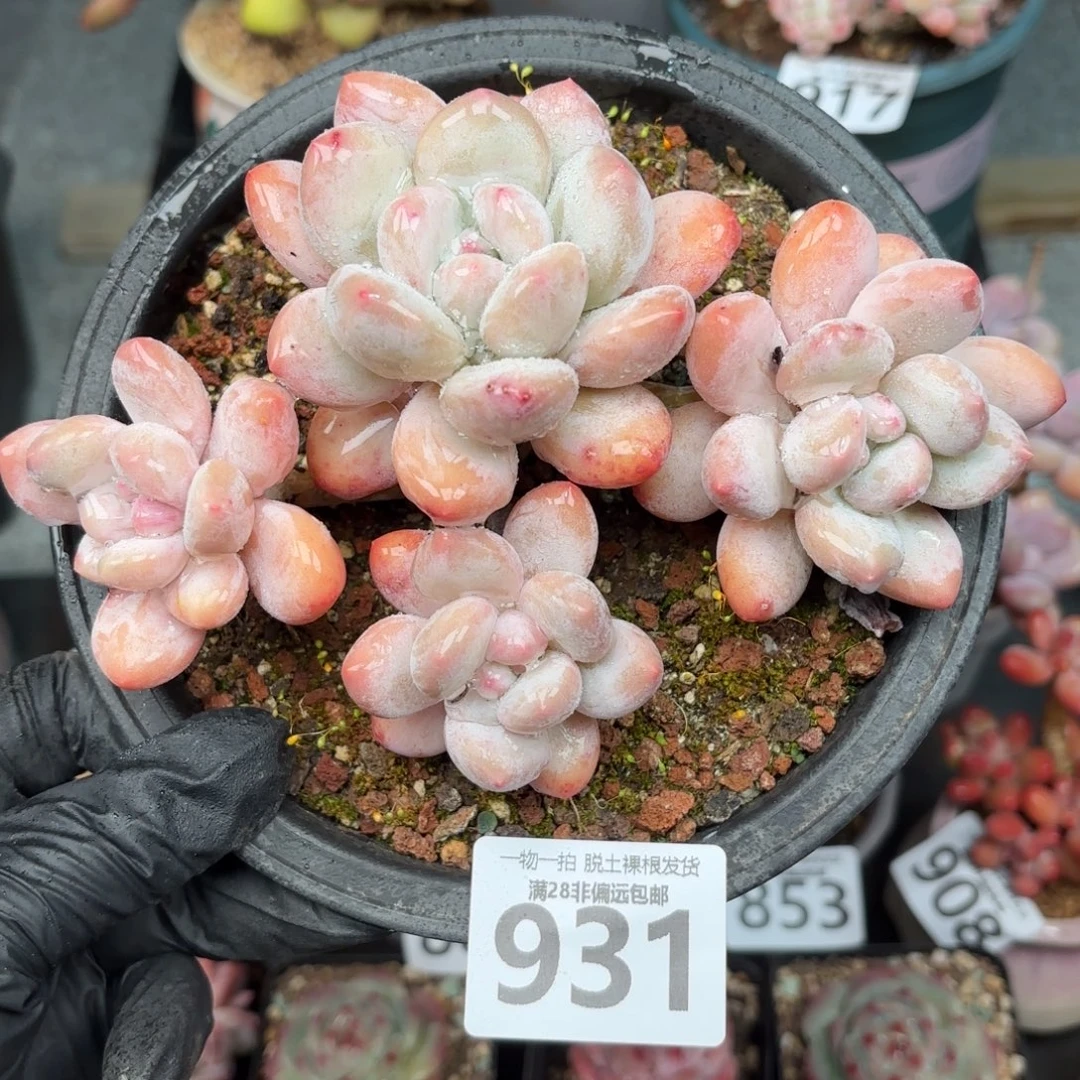 香水老桩无盆土发货