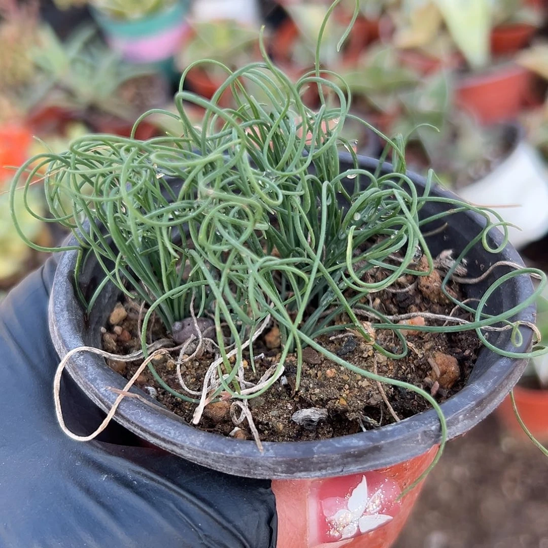 多肉植物弹簧草群