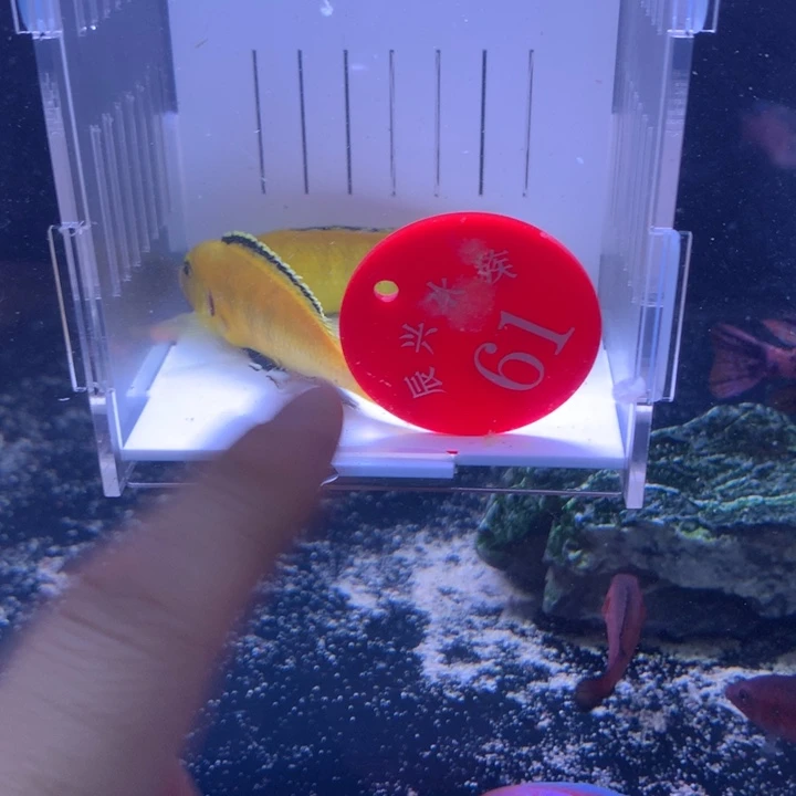 ****美红宝石鱼直播61号2条包邮