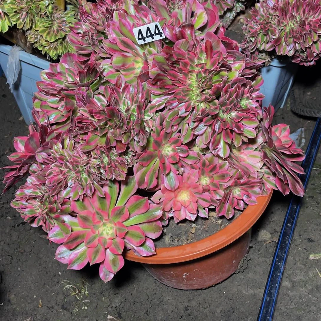 女巫法师15/17不包邮法师