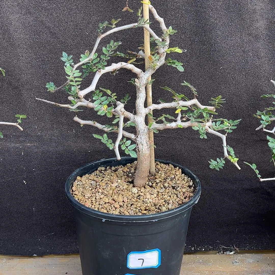 优选实生滔天橄榄，