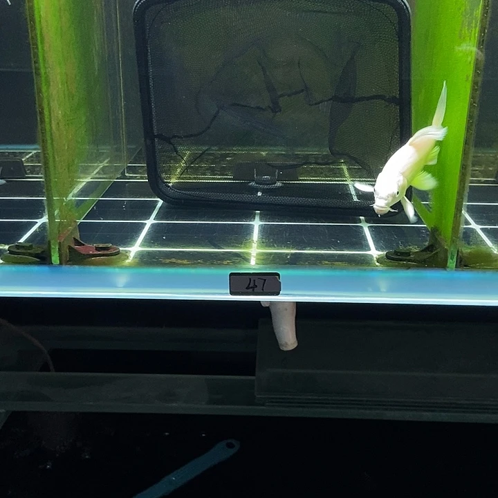 蝴蝶鲤千**道47号蝴蝶鲤