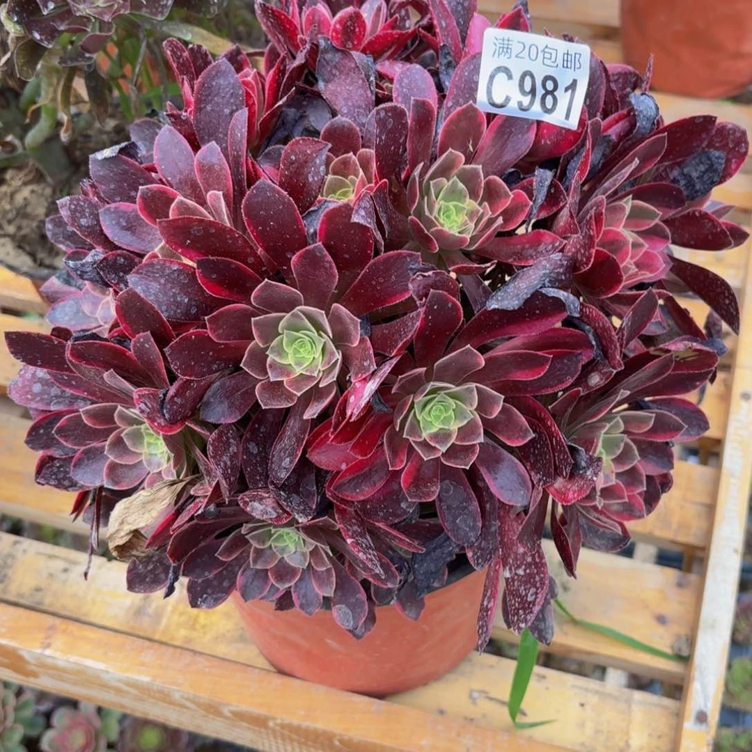无花朵981多肉植物捧花的
