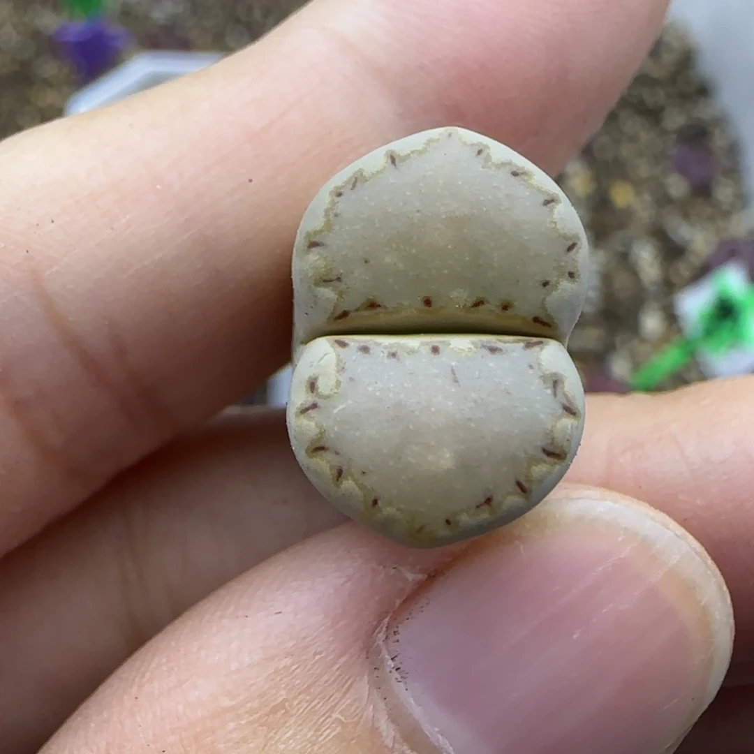 104饼干清框福利30包邮