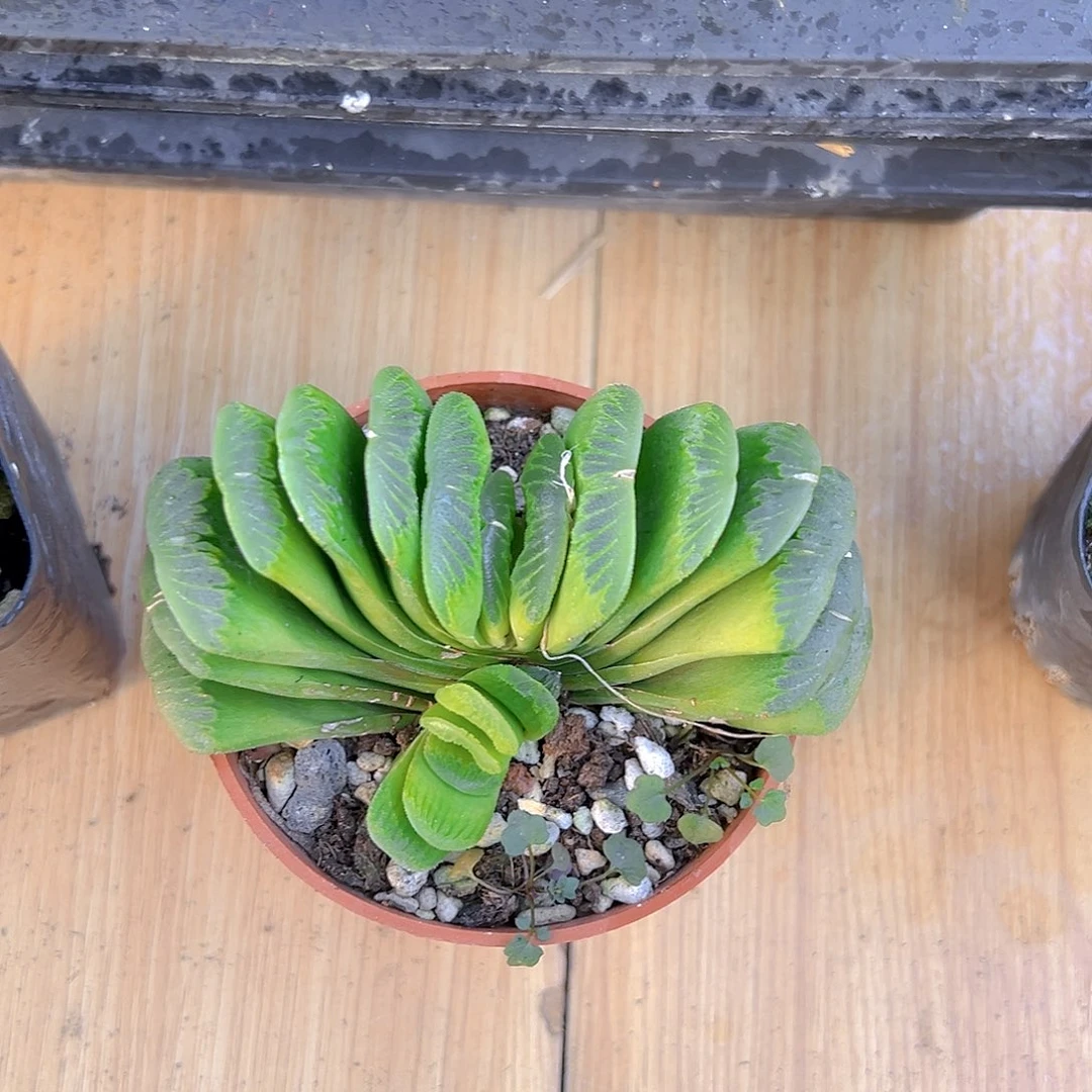 翡翠玉扇多肉多肉一颗