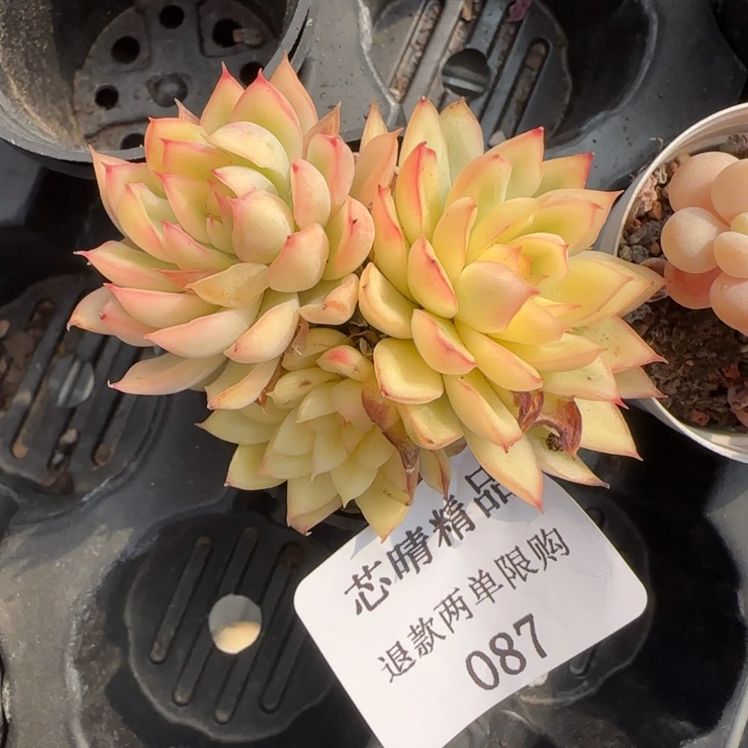 闪购精品多肉87号