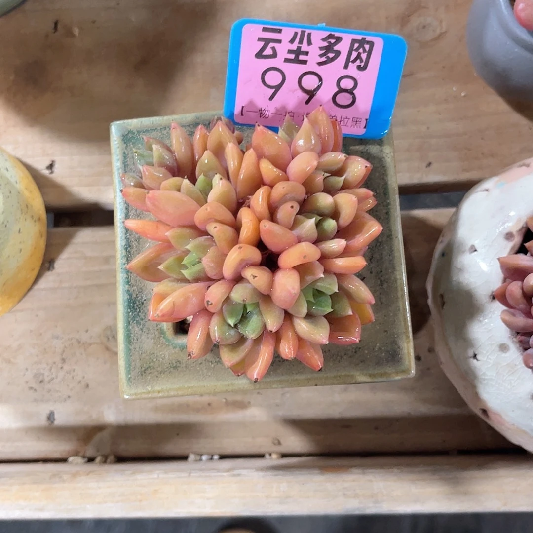 一***只云尘多肉一物一拍998不含盆