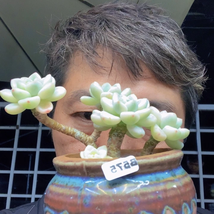 明**纸b575，劳尔锦祝你每天快乐美丽