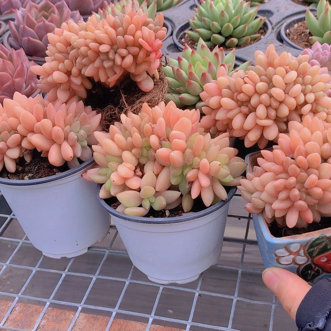 黄体车厘子缀化4567899000